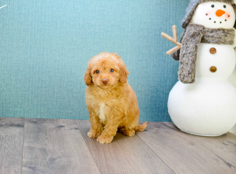 Playful Golden Retriever Poodle Mix Puppy