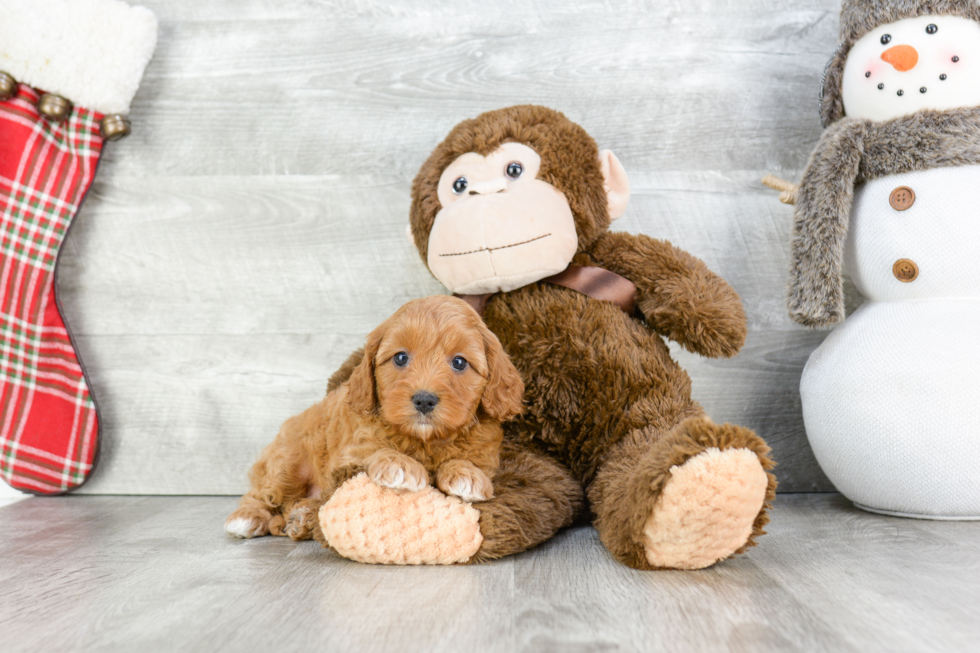 Cavapoo Puppy for Adoption