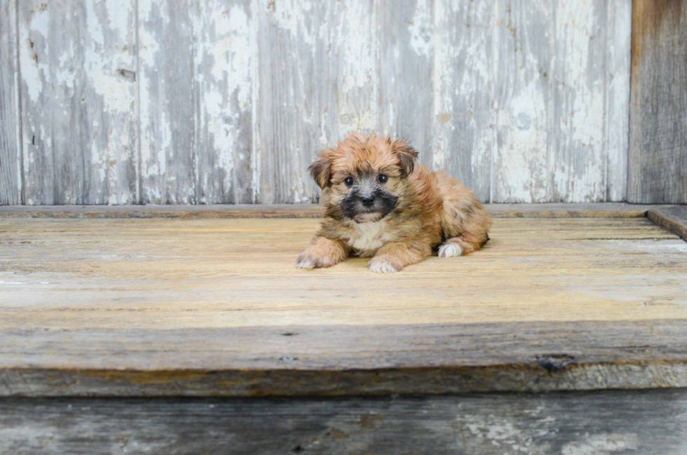 Little Yorkie Designer Puppy