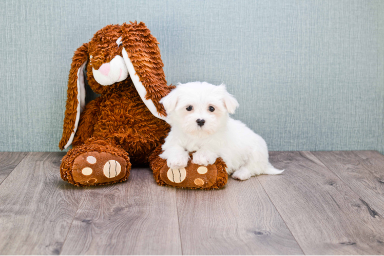 Akc Registered Maltese Purebred Pup