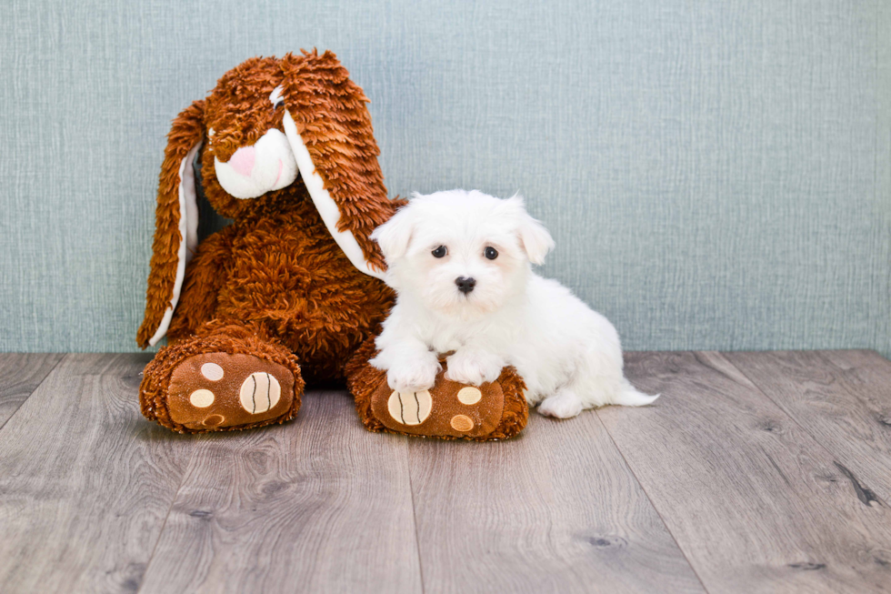 Akc Registered Maltese Purebred Pup