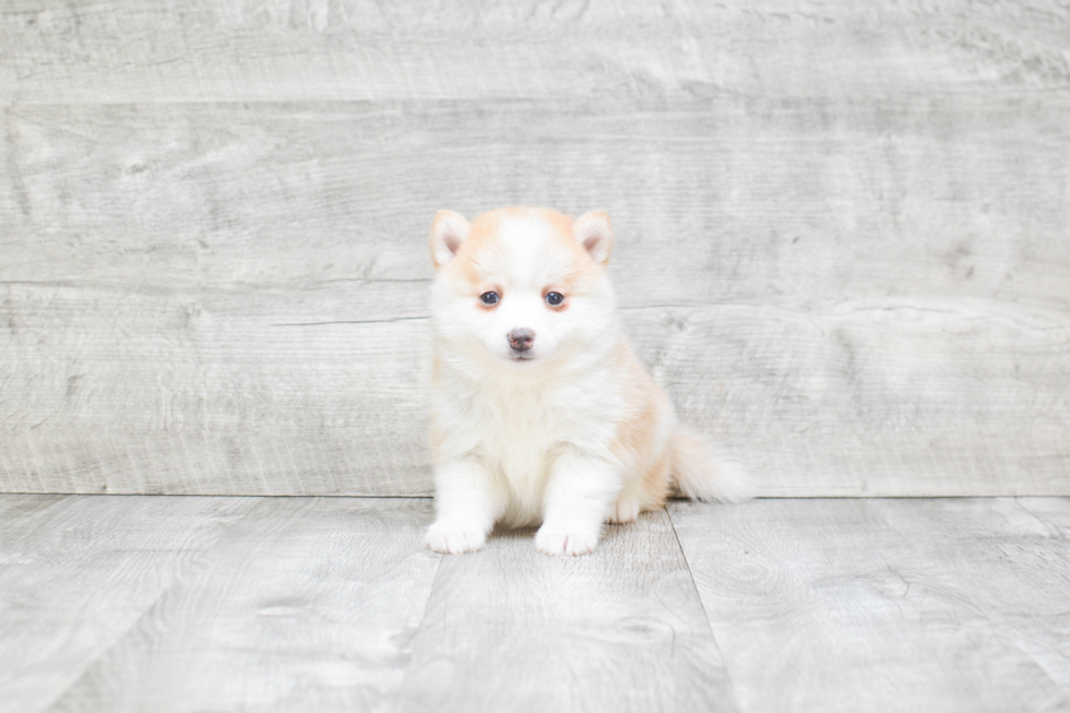 Pomsky Puppy for Adoption