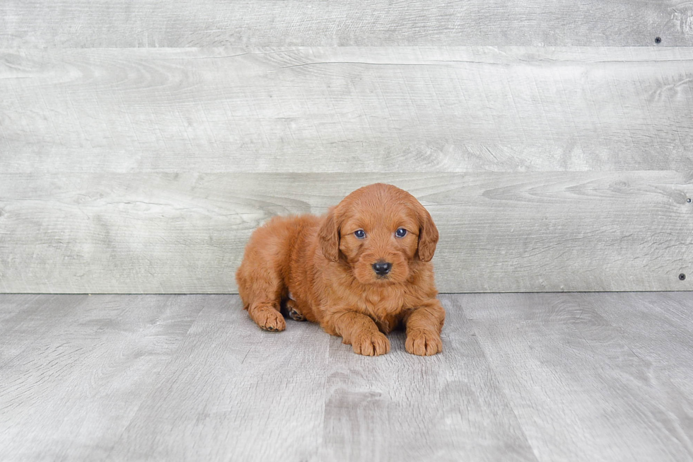 Best Mini Goldendoodle Baby