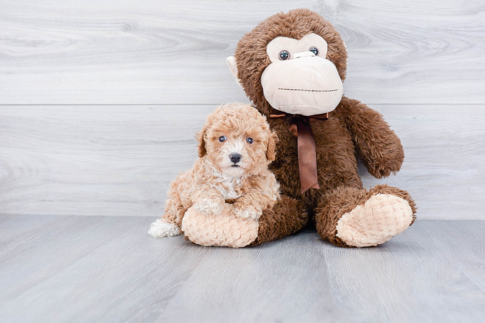 Maltipoo Pup Being Cute