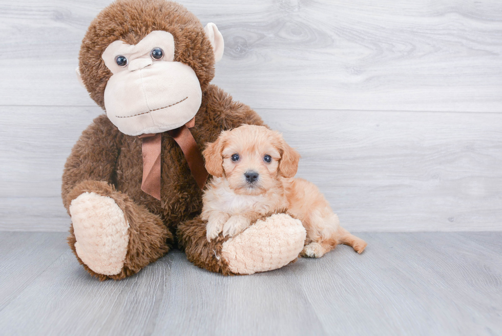 Small Cavachon Baby