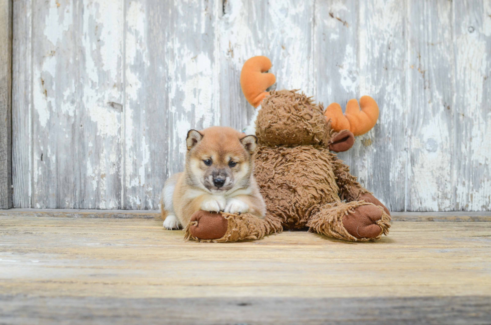 Best Shiba Inu Baby