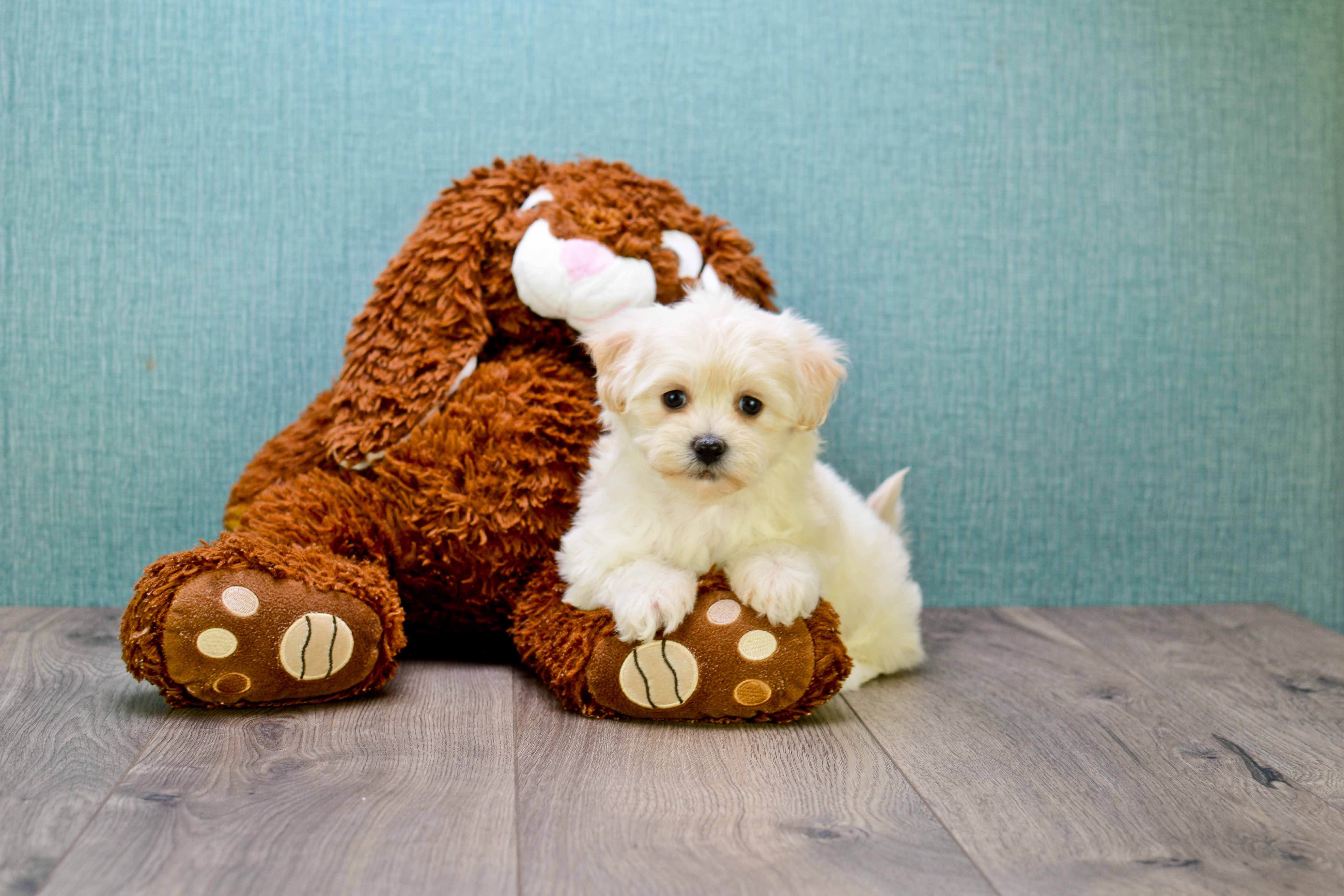 Petite Maltipoo Poodle Mix Pup