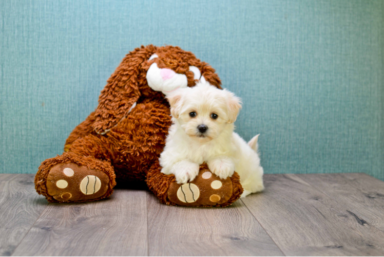 Petite Maltipoo Poodle Mix Pup