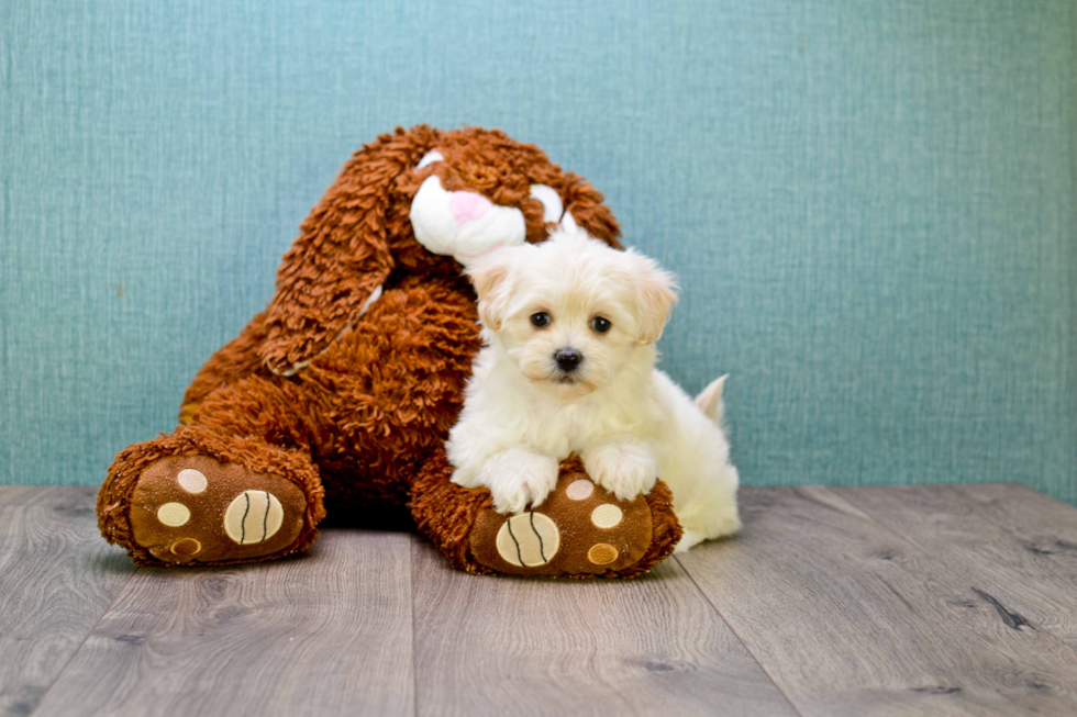 Petite Maltipoo Poodle Mix Pup