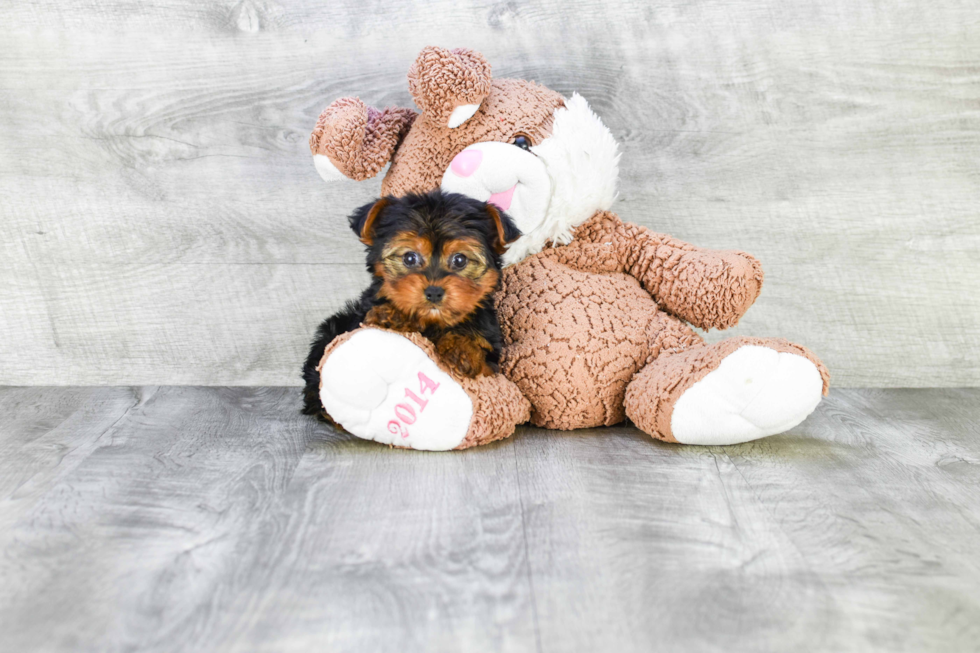 Meet Timmy - our Yorkshire Terrier Puppy Photo 