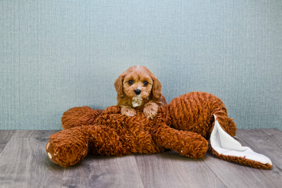 Popular Cavapoo Poodle Mix Pup