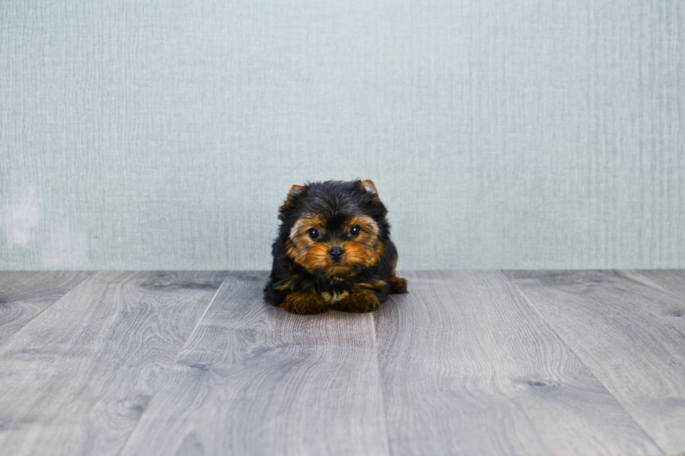 Meet Victoria - our Yorkshire Terrier Puppy Photo 