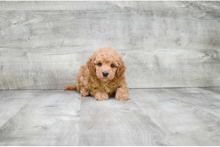 Playful Golden Retriever Poodle Mix Puppy