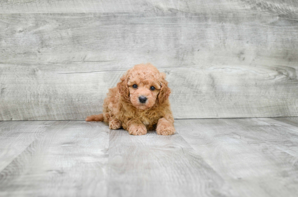 Playful Golden Retriever Poodle Mix Puppy