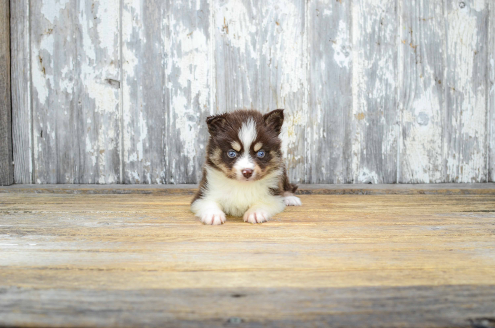 Best Pomsky Baby