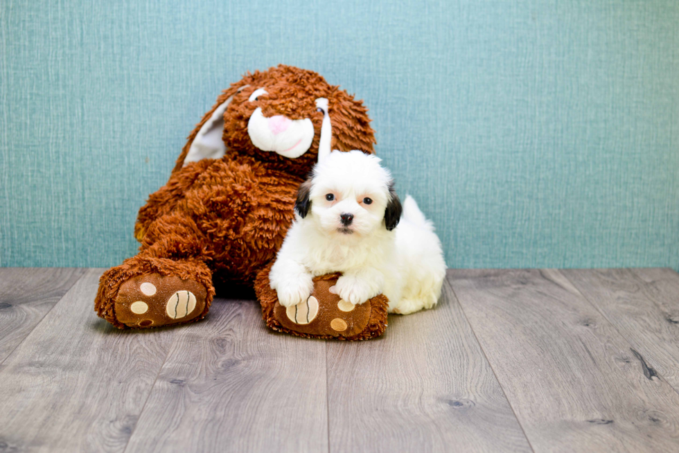 Happy Teddy Bear Baby