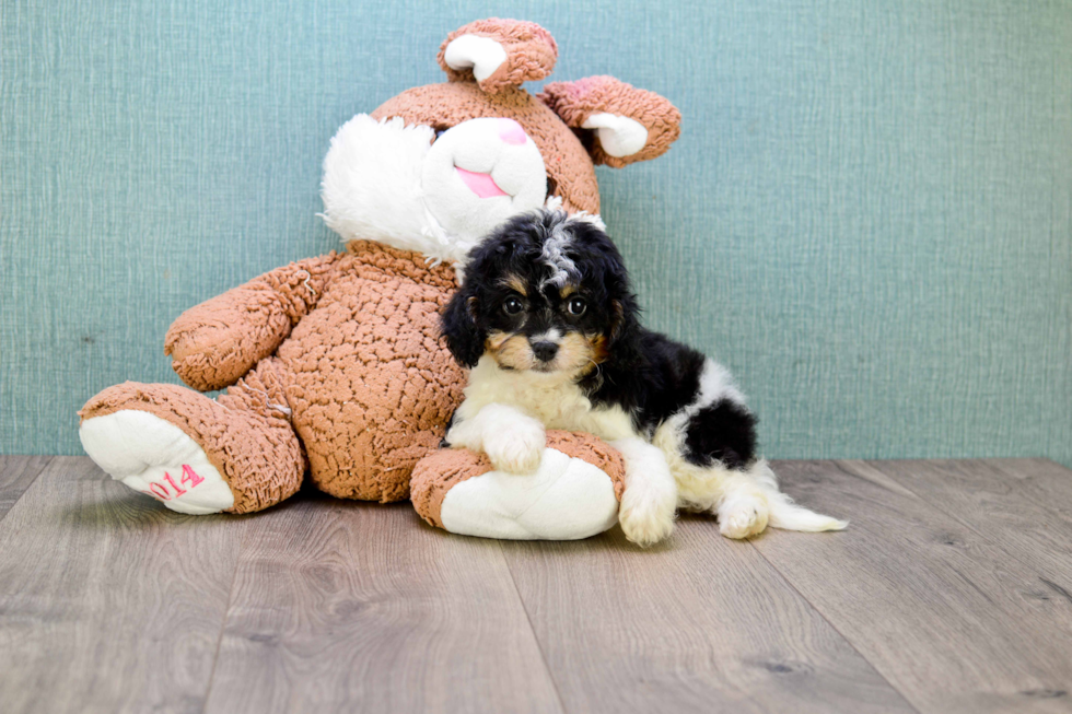 Cavapoo Pup Being Cute