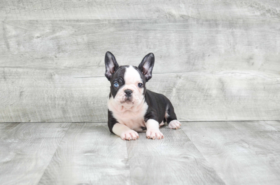 Petite Frenchie Purebred Puppy