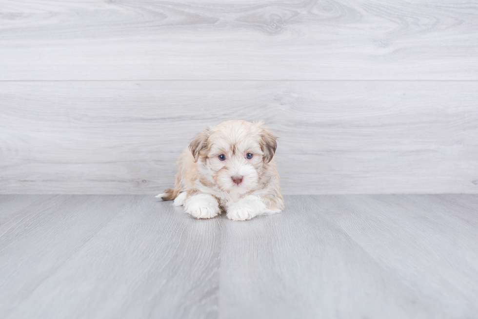 Havanese Puppy for Adoption