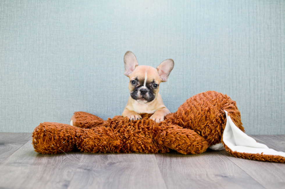 French Bulldog Puppy for Adoption