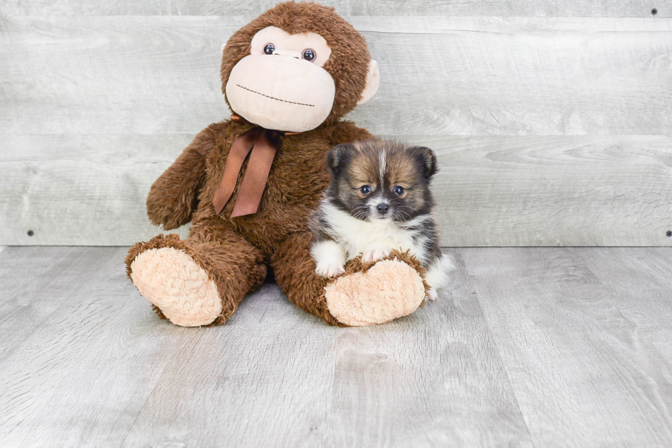 Smart Pomeranian Purebred Puppy