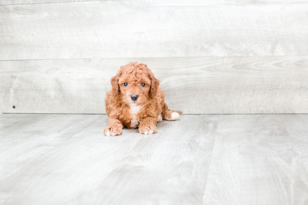 Cavapoo Puppy for Adoption