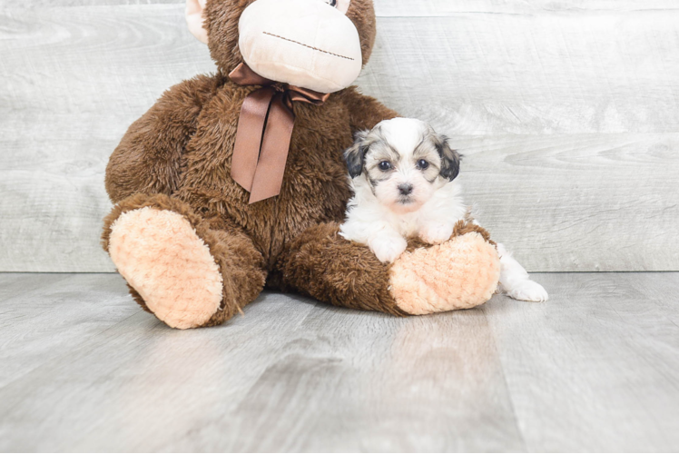 Best Teddy Bear Baby