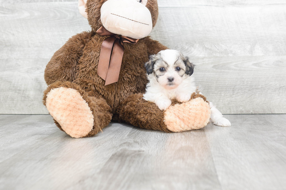 Best Teddy Bear Baby