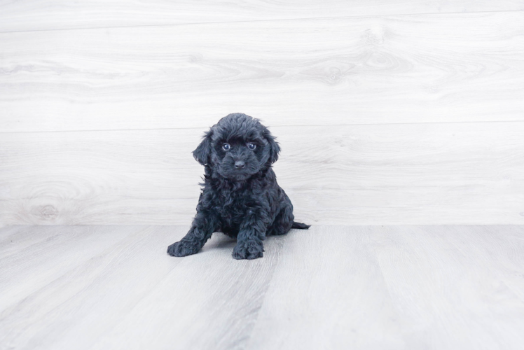 Small Mini Goldendoodle Baby