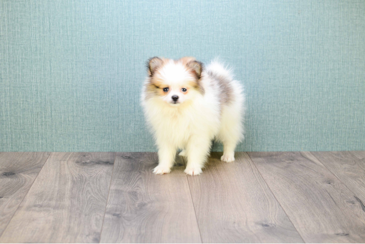 Pomeranian Pup Being Cute