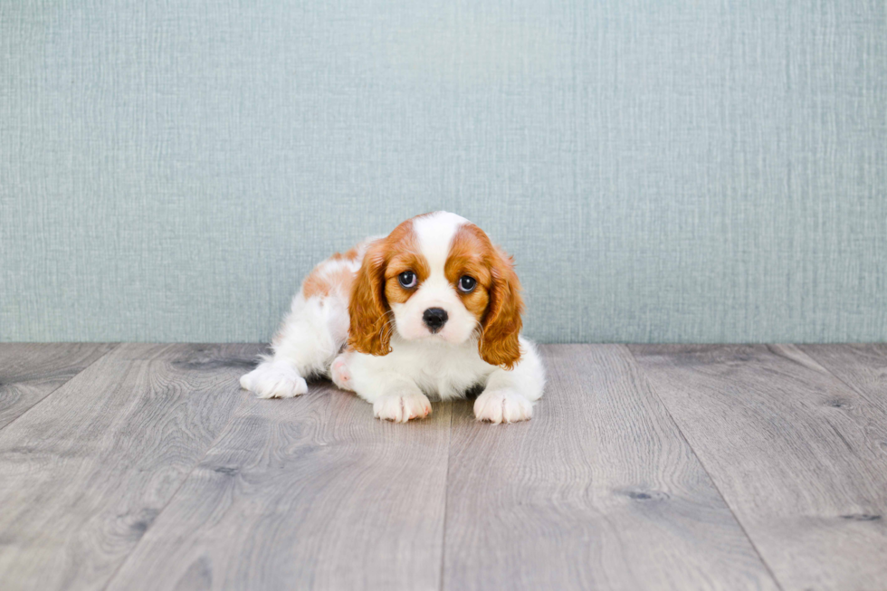 Cavalier King Charles Spaniel Pup Being Cute