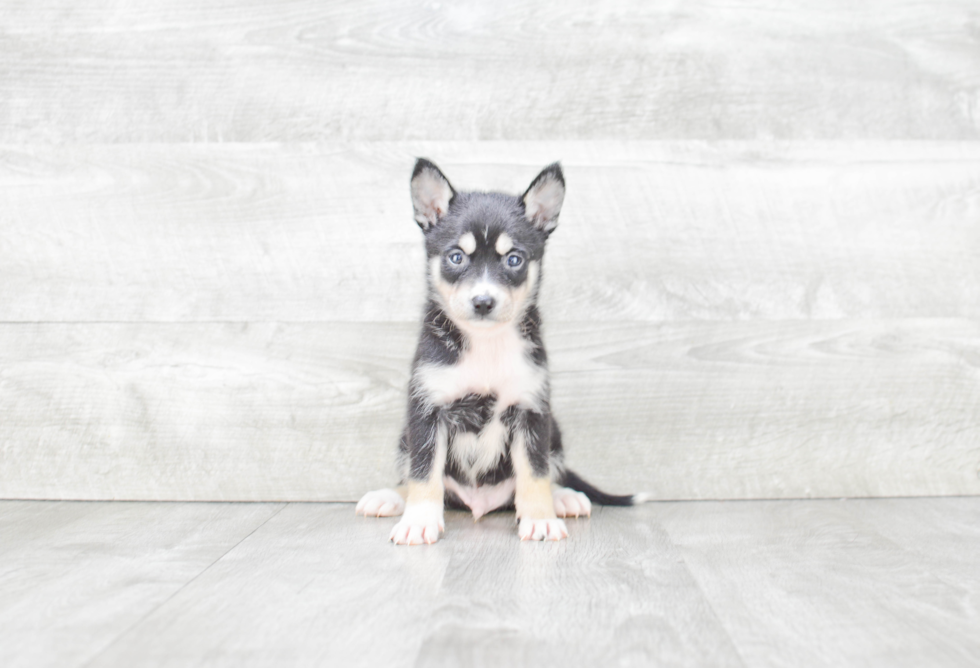 Happy Pomsky Baby