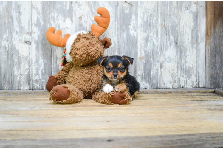 Best Mixed Breed Baby