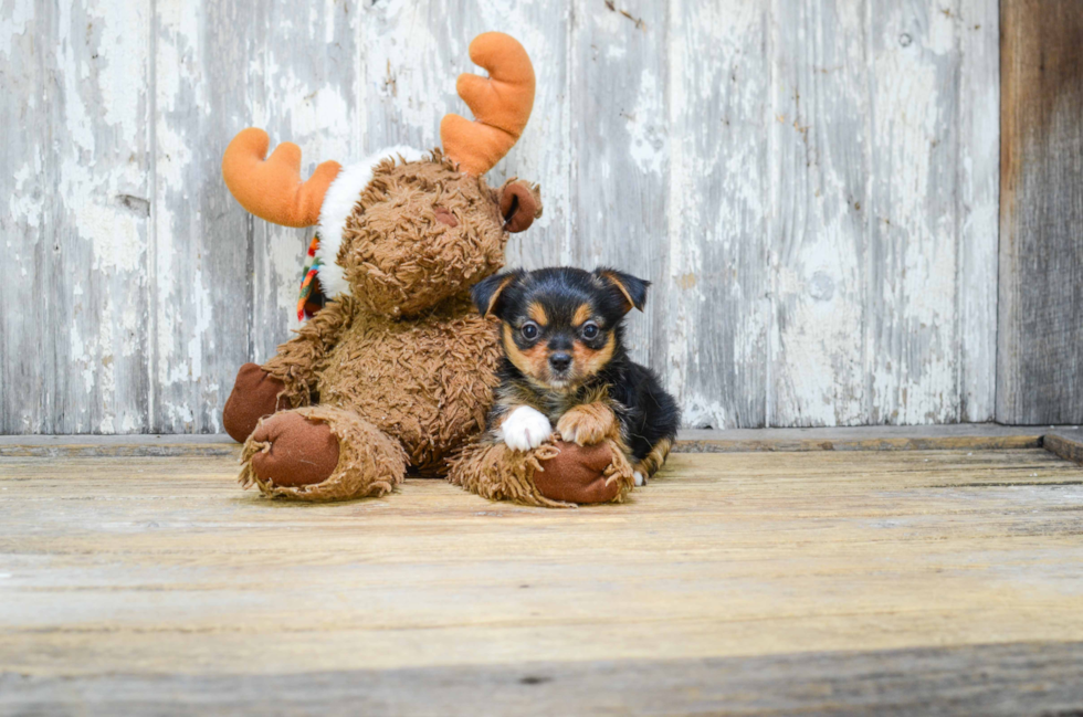 Best Mixed Breed Baby