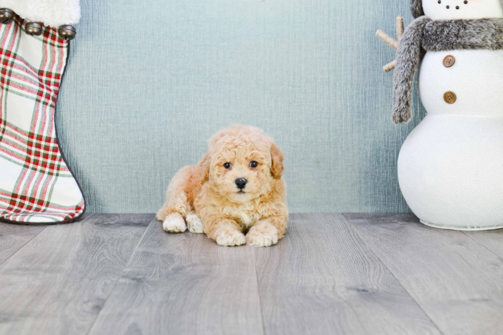 Playful Maltepoo Poodle Mix Puppy