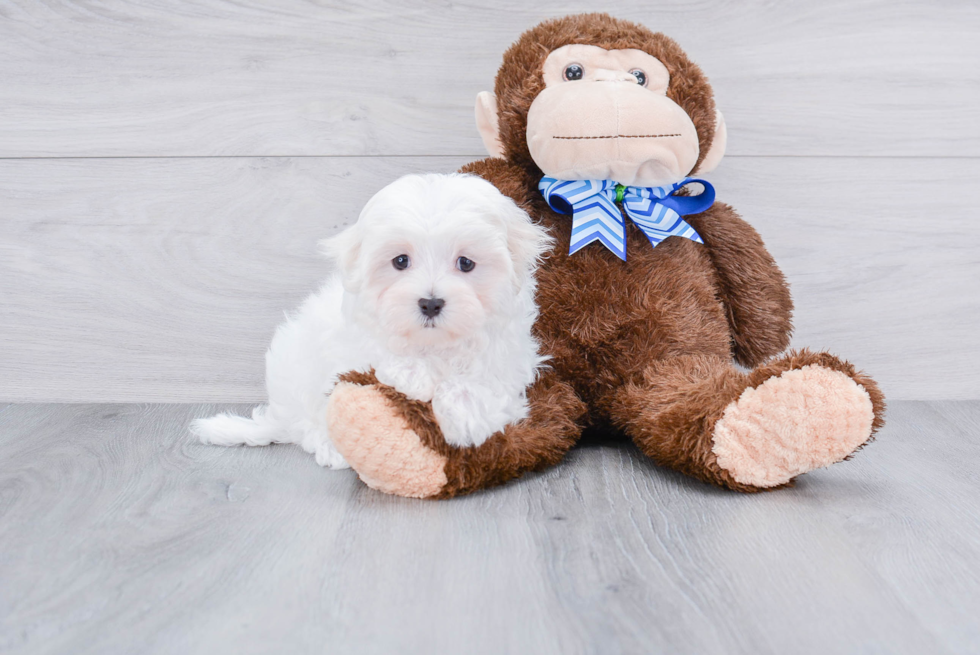 Maltese Puppy for Adoption