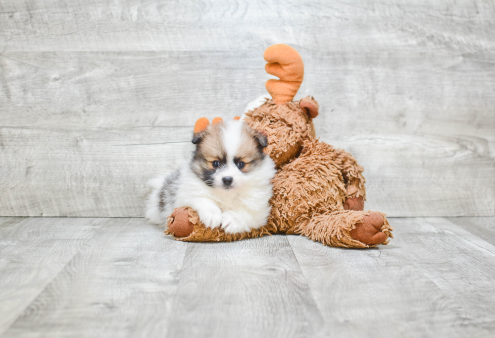 Adorable Pomeranian Purebred Puppy