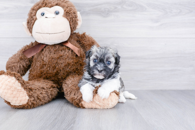 Hypoallergenic Havanese Purebred Pup