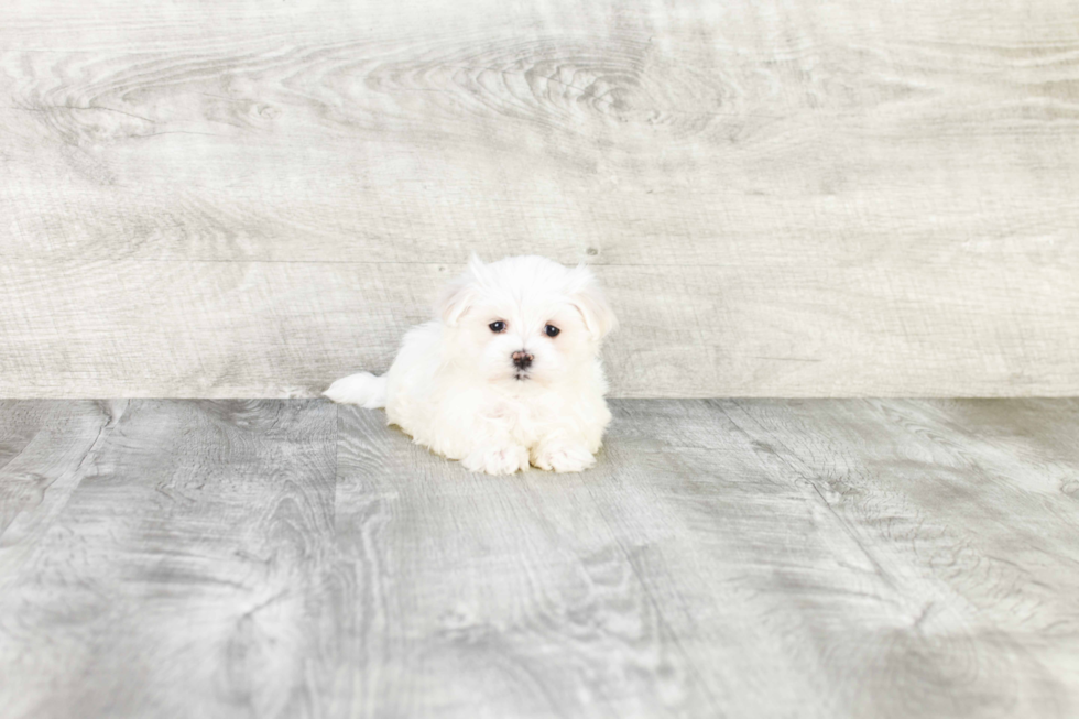 Maltese Puppy for Adoption