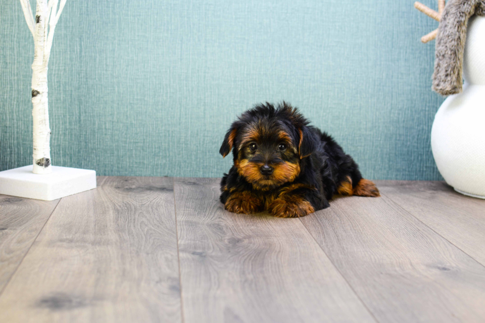 Meet Teacup-Jeremy - our Yorkshire Terrier Puppy Photo 