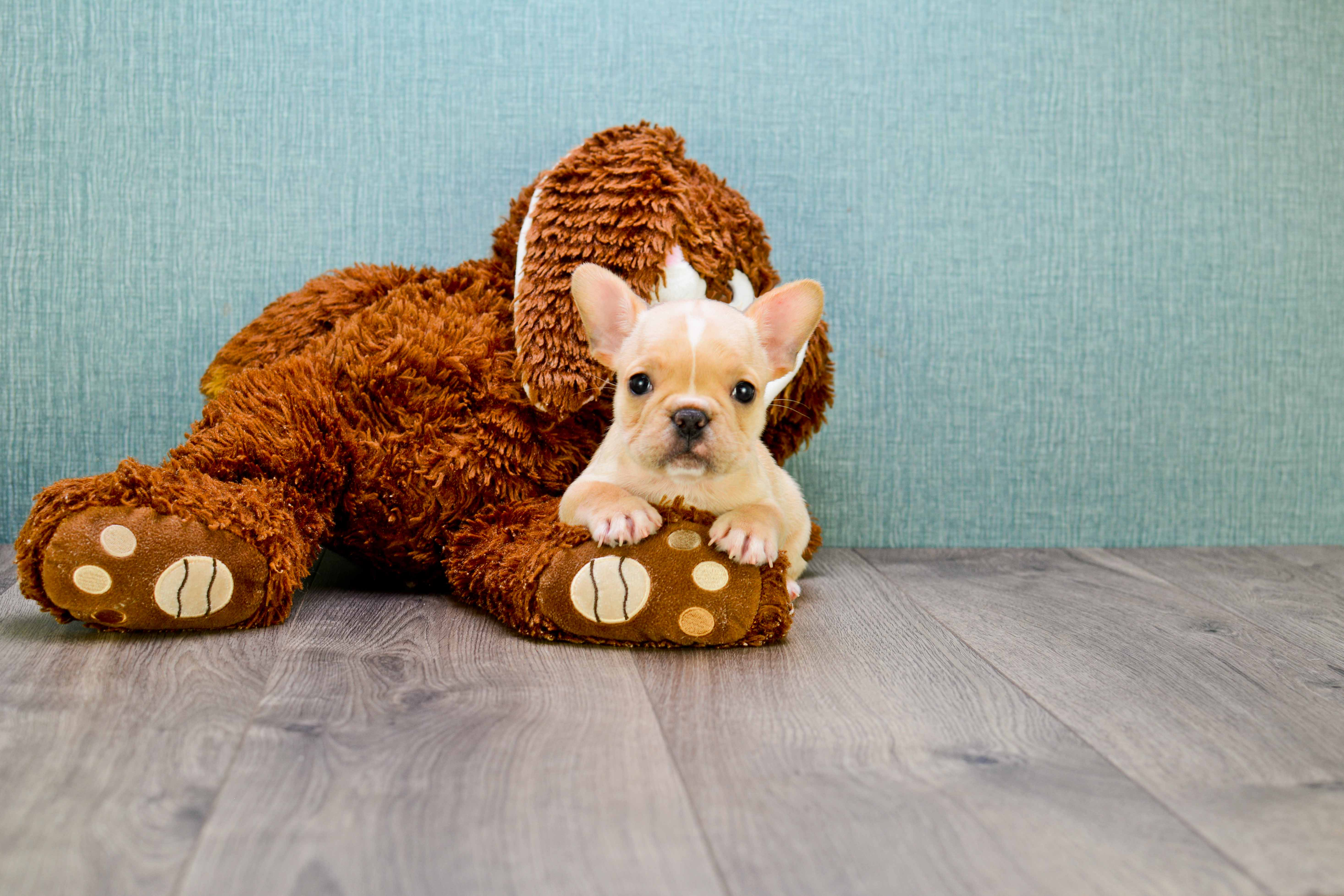 French Bulldog Puppy for Adoption