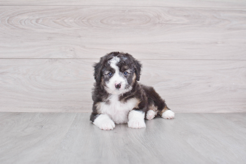 Best Mini Aussiedoodle Baby