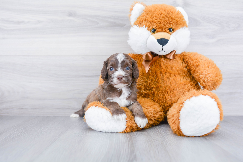 Funny Cockapoo Poodle Mix Pup