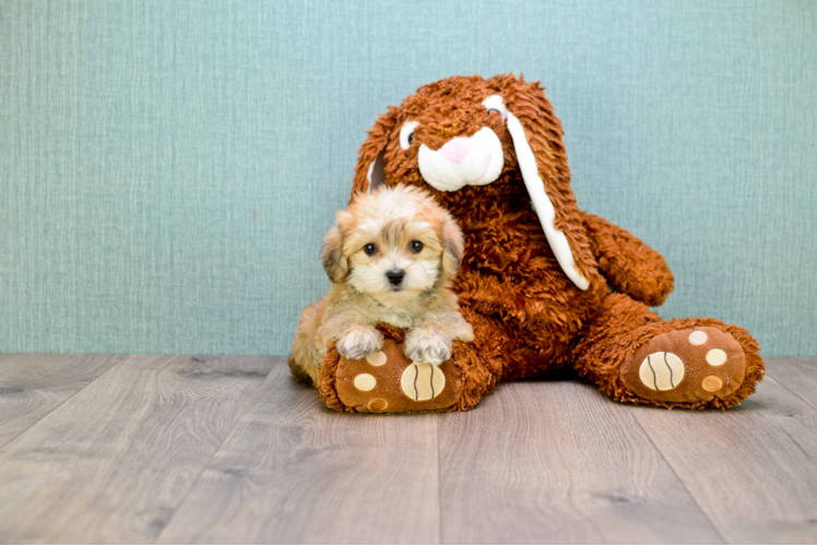 Morkie Pup Being Cute