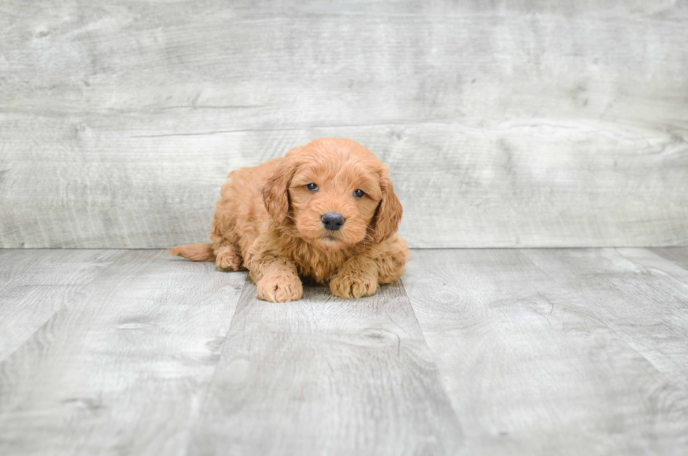 Funny Mini Goldendoodle Poodle Mix Pup