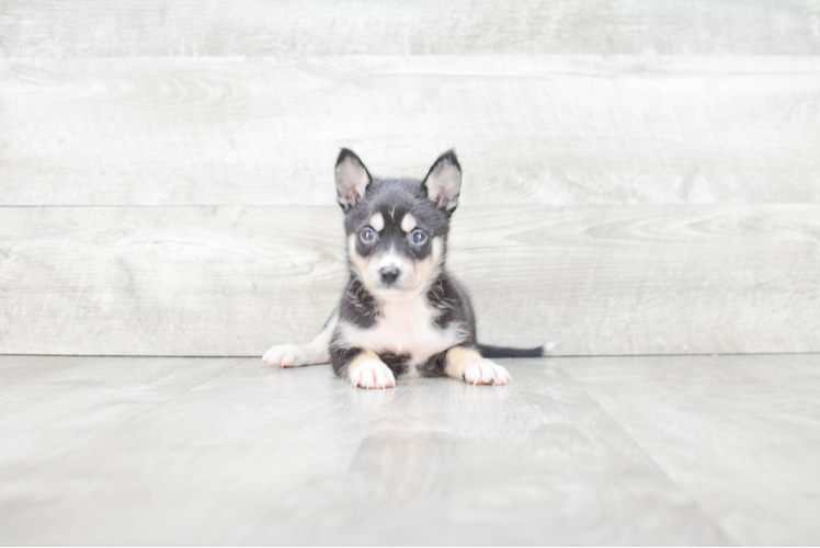 Smart Pomsky Designer Pup