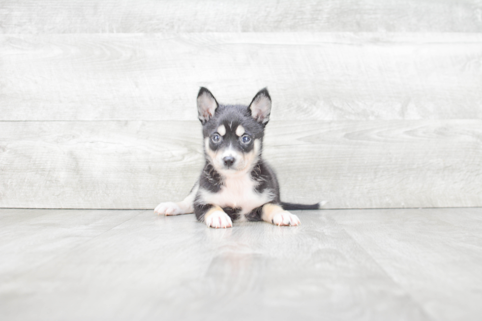 Smart Pomsky Designer Pup