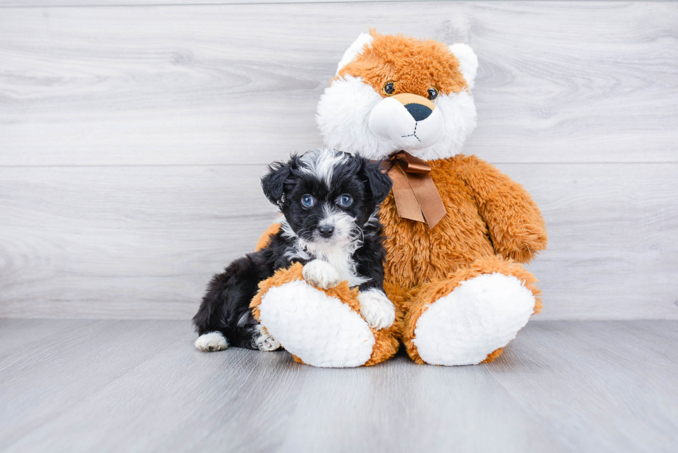 Energetic Aussiepoo Poodle Mix Puppy