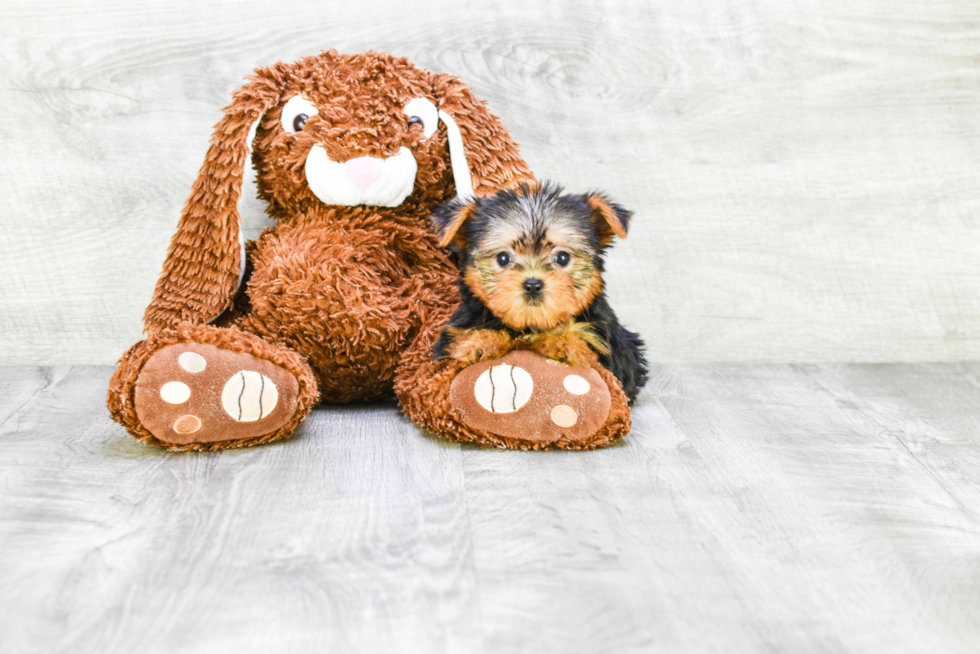 Meet Avery - our Yorkshire Terrier Puppy Photo 