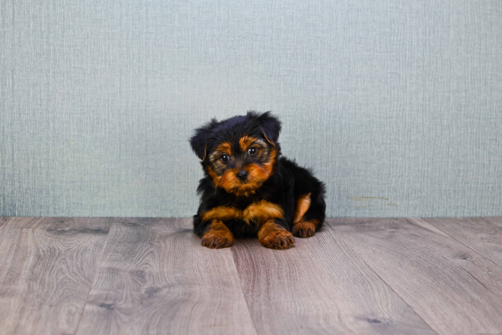 Meet Timmy - our Yorkshire Terrier Puppy Photo 